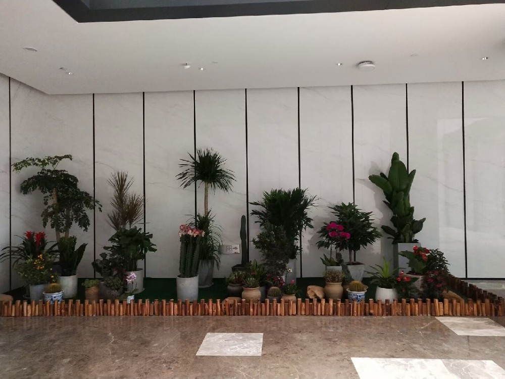 辦公室綠植租賃費(fèi)用到底高不高？常見(jiàn)綠植的種類(lèi)有哪些？