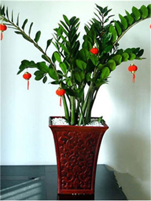 金錢樹(shù)-寧波綠植出租